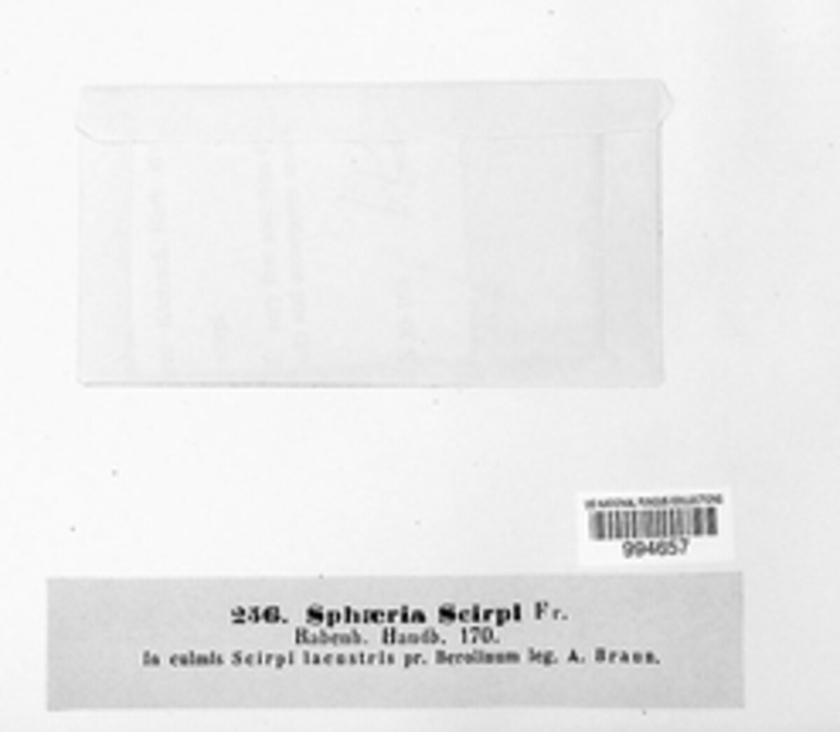 Pyrenophora scirpi image